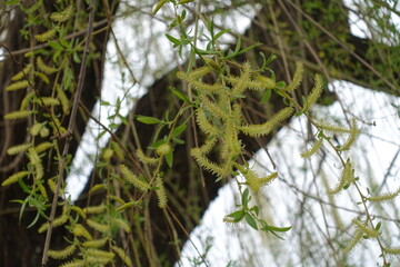Branchlets of weeping willow with yellow catkins and young leaves in mid April © Anna