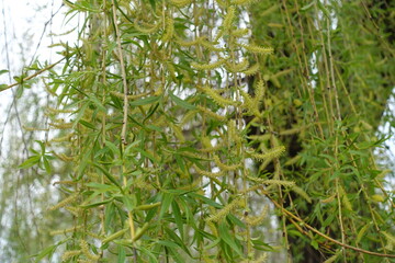 Branchlets of weeping willow with yellow catkins and young leaves in mid April © Anna
