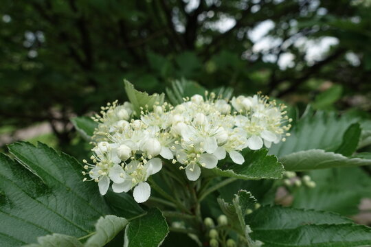 Macro of white flowers of Sorbus aria in mid May