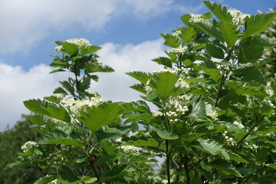 Sky and white flowers of Sorbus aria in mid May