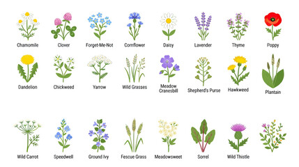 Collection of Hand-Drawn Wildflowers and Grasses © Berang