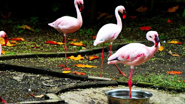 Flamingos are a species of long-legged birds that live in groups. They have pink feathers and are cleaning their feathers with their beaks.