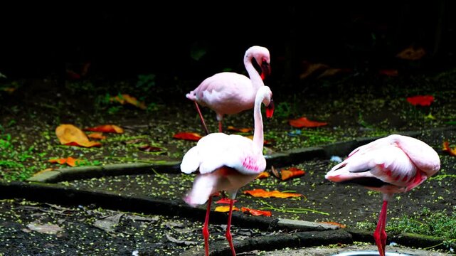 Flamingos are a species of long-legged birds that live in groups. They have pink feathers and are cleaning their feathers with their beaks.