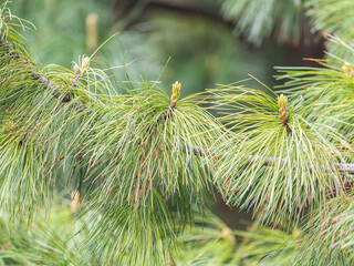 Cedar branches with long fluffy needles with a beautiful blurry background. Cedar branches with fresh shoots in spring. © Dmitrii Potashkin