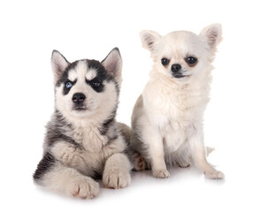 puppy siberian husky and chihuahua © cynoclub