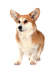 Obraz na płótnie Canvas Pembroke Welsh Corgi