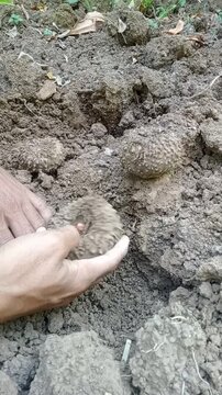 Farmer hands planting porang corm into soil manually