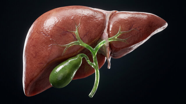 3D medical illustration of a human liver and gallbladder showing the biliary system and hepatic ducts
