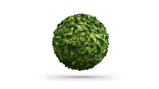 Fresh Green Kaffir Lime Tree Isolated on White Background with Tropical Citrus Plant and Organic Healthy Ingredient Concept