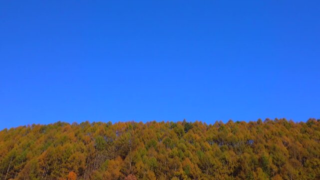日当たる紅葉の山