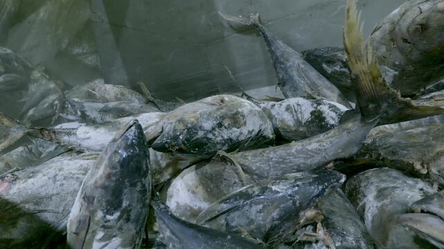 Dense Heap of Frosted Frozen Tuna Filling the Frame in Cold Factory