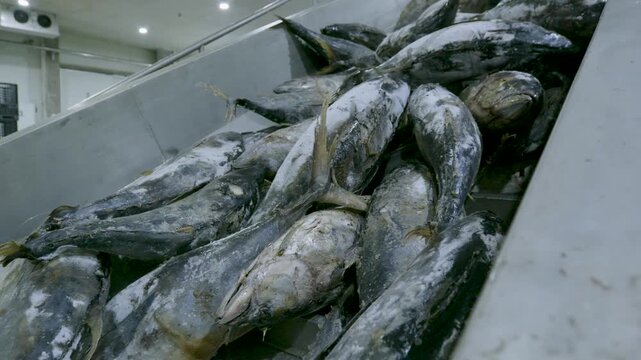 Frozen Tuna in Slanted Gravity Fed Stainless Steel Chute Hopper
