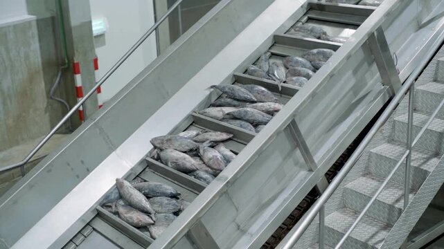 Frozen Tuna on Inclined Conveyor Belt in Tuna Factory