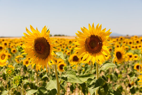 Deux grandes fleurs de tournesol en premier plan dans un grand champ de tournesol ensoleill&eacute; dans le sud de la France, ciel bleu en arri&egrave;re-plan