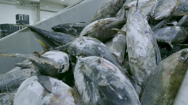 Frozen Tuna Piled in Stainless Steel Hopper with Black Plastic Crates