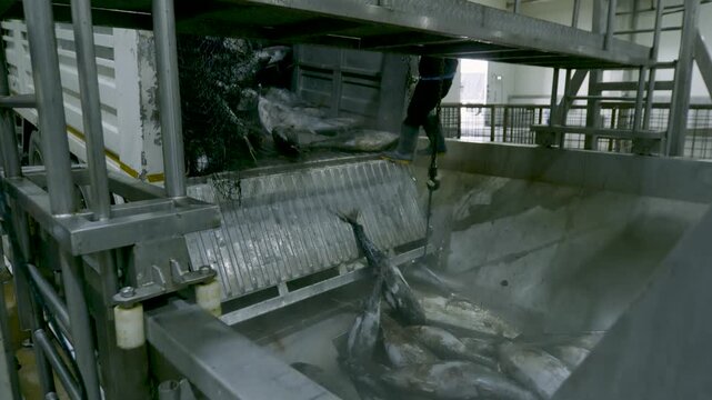 Unloading Frozen Tuna from Refrigerated Truck into Factory Hopper