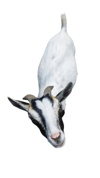 Group of domestic farm goats sitting together isolated on transparent background PNG