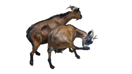 Fototapeta premium Group of domestic farm goats sitting together isolated on transparent background PNG