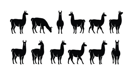 Obraz premium Various Silhouette Styles of Llama Animals Standing Positions Collection Design