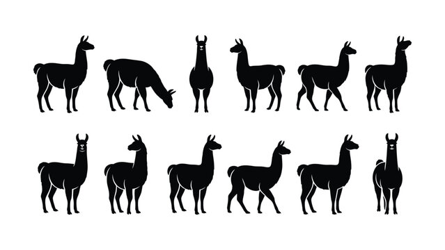 Various Silhouette Styles of Llama Animals Standing Positions Collection Design