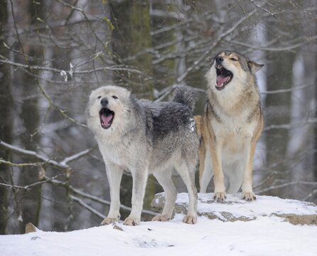 Mackenzie Valley Wolf, Alaskan Tundra Wolf or Canadian Timber Wolf (Canis lupus lycaon), wolves howling in the snow