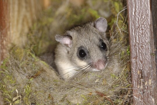 Edible dormouse (Glis glis) looks out of his nest, Siegerland, North Rhine-Westphalia, Germany