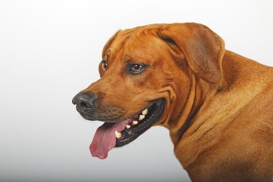Rhodesian Ridgeback, dog, male, portrait, Germany