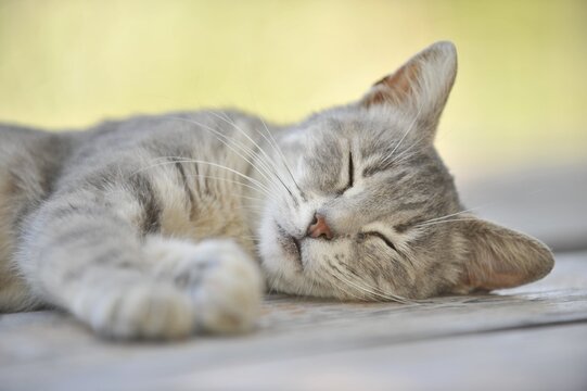 Young grey tabby cat sleeping