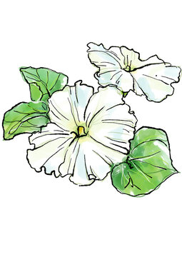 咲き誇るユウガオの花の手描きの線画と水彩イラスト