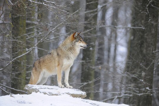 Mackenzie Valley Wolf, Alaskan Tundra Wolf or Canadian Timber Wolf (Canis lupus lycaon) in the snow, leader of the pack