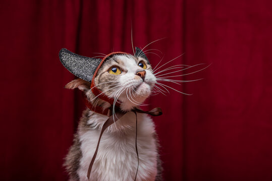 Domestic cat wearing devil costume with glitter horns on red velvet background