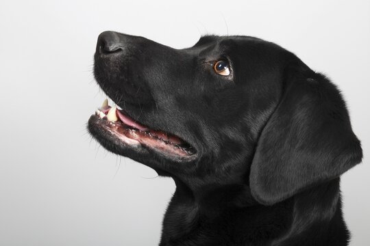 Black Labrador Retriever dog, male, portrait, Germany