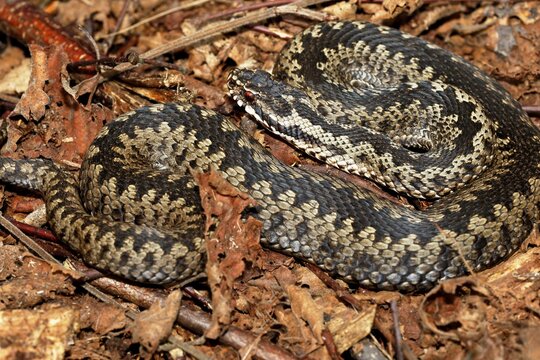 Common European viper (Vipera berus) sunning herself in her hiding place, Schleswig-Holstein, Germany
