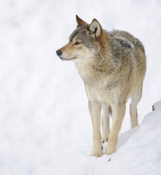 Mackenzie Valley Wolf, Alaskan Tundra Wolf or Canadian Timber Wolf (Canis lupus lycaon) in the snow