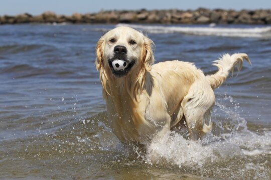 Golden Retriever dog (Canis lupus familiaris), male, two years, retrieving ball from the water at a beach, domestic dog