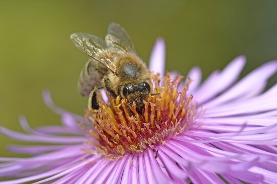 Honey bee (Apis mellifera) sitting on aster (Aster), sucking up nectar, Baden-W&uuml;rttemberg, Germany