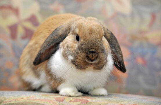 European Rabbits (Oryctolagus cuniculus), young