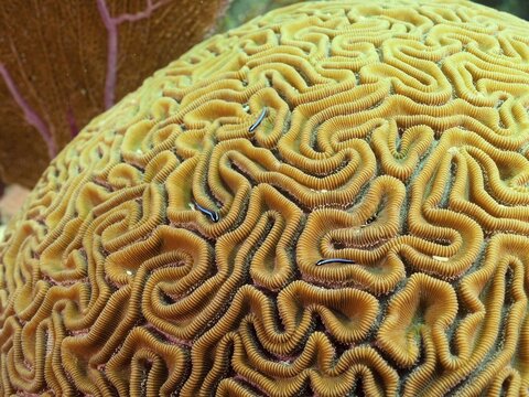 Close-up of a brain coral (Diploria labyrinthiformis) with several neon goby (Elacatinus oceanops) . Dive site John Pennekamp Coral Reef State Park, Key Largo, Florida Keys, Florida, USA
