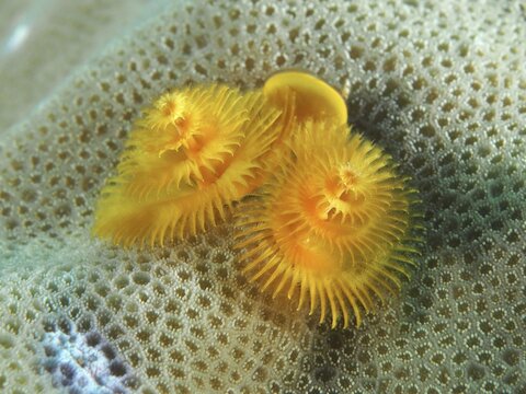 Yellow spiral worms, Indo-Pacific Christmas tree worm (Spirobranchus corniculatus), on a coral in an underwater landscape, dive site Prapat, Penyapangan, Bali, Indonesia