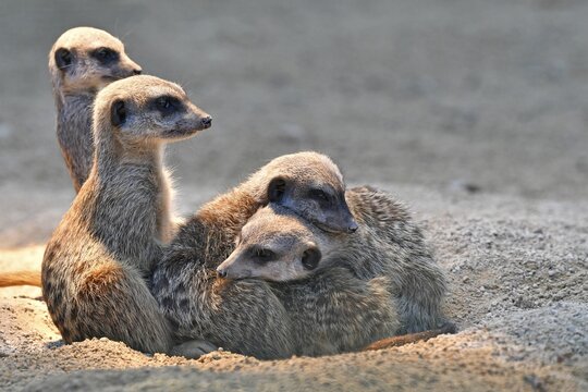 Meerkats or suricates (Suricata suricatta), pups huddling, captive