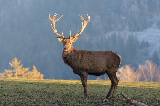 A red deer stag (Cervus elaphus) stands in a meadow in the low light of a winter's day. A forest can be seen in the background