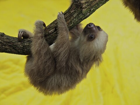 Hoffmann's two-toed sloth (Choloepus hoffmanni), juvenile, captive, Jaguar Rescue Centre, Puerto Viejo de Talamanca, Limon, Costa Rica, Central America