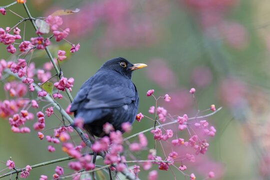 A common blackbird (Turdus merula) sits in a European spindle tree (Euonymus europaeus), and eats the fruit