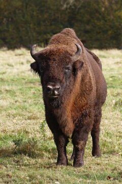 Bison, European bison (Bison bonasus) Bulle, Germany