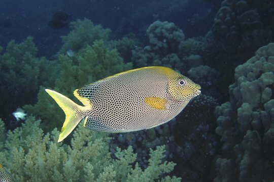Spotted rabbitfish (Siganus stellatus laqueus), rabbitfish, Dive site House Reef Mangrove Bay, El Quesir, Egypt, Red Sea