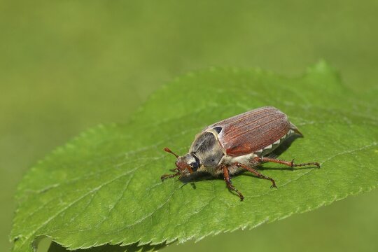 Cockchafer (Melolontha melolontha), field cockchafer, female on a leaf, Wilden, North Rhine-Westphalia, Germany