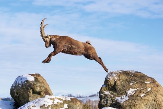 A male ibex (Capra ibex) jumps from rock to rock. Morning light against a blue sky with clouds. Carinthia, Austria
