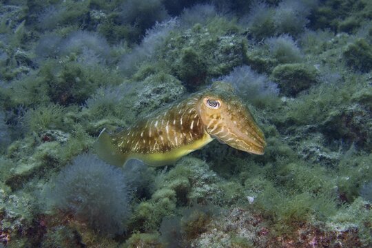 Common cuttlefish (Sepia officinalis) swimming through an underwater world with seaweed. Dive site Cueva del Tiburon, Las Galletas, Tenerife, Canary Islands, Spain