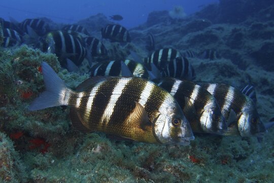Group of striped fish, zebra bream (Diplodus cervinus cervinus), moving together over an overgrown seabed, dive site Las Rosas, Las Galletas, Tenerife, Canary Islands, Spain