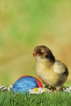 Domestic chicken (Gallus gallus domesticus), chicken chicks with colourful Easter eggs, North Rhine-Westphalia, Germany
